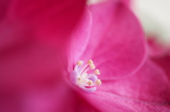 初めて見たかも…紫陽花のシベ♪