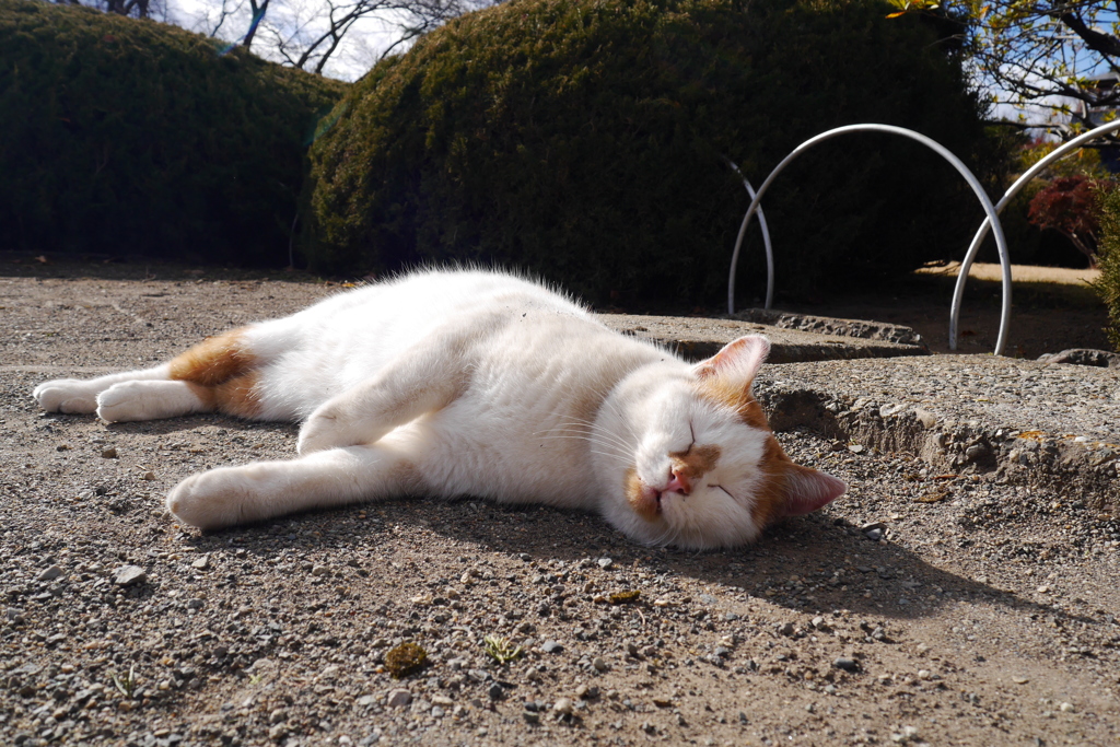 日向ぼっこ♪