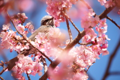 河津桜と鳥さん
