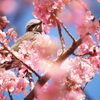 河津桜と鳥さん