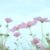 夢の中へ｡｡再び