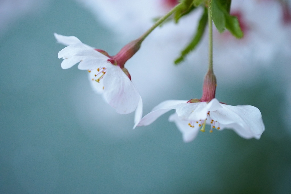 さくらんぼみたいな桜♪