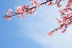 河津桜とお空