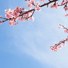 河津桜とお空