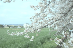 思い出の桜