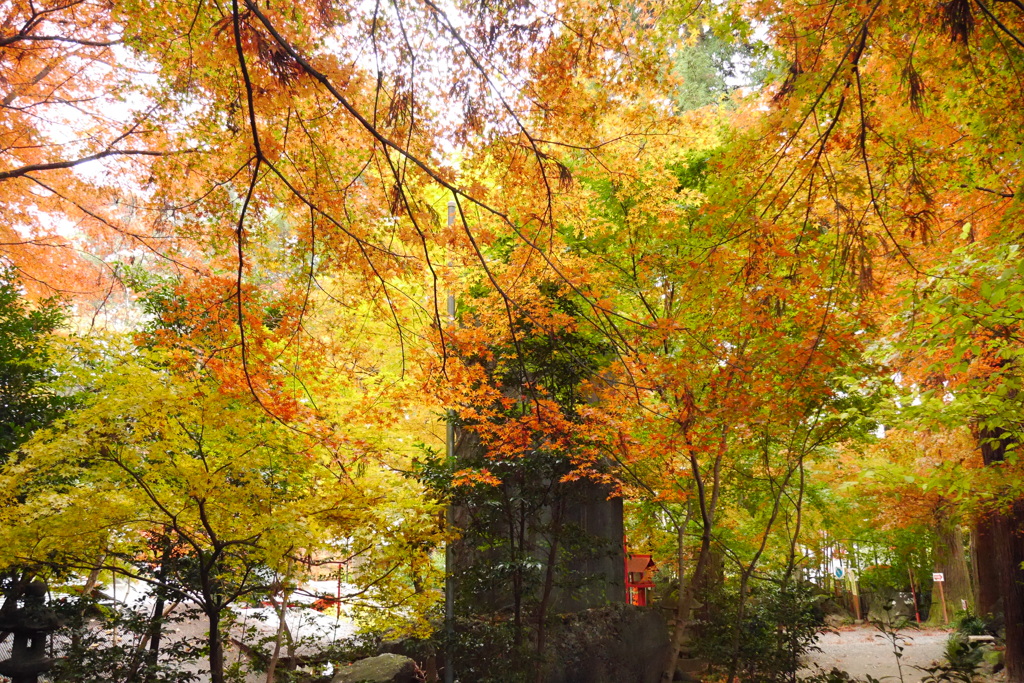 神社の紅葉*°