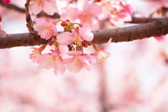 河津桜