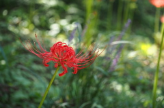 孤高の曼珠沙華