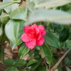 ひっそり…山茶花♪