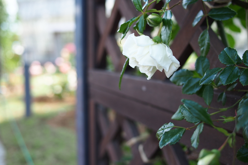 薔薇