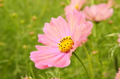 秋桜