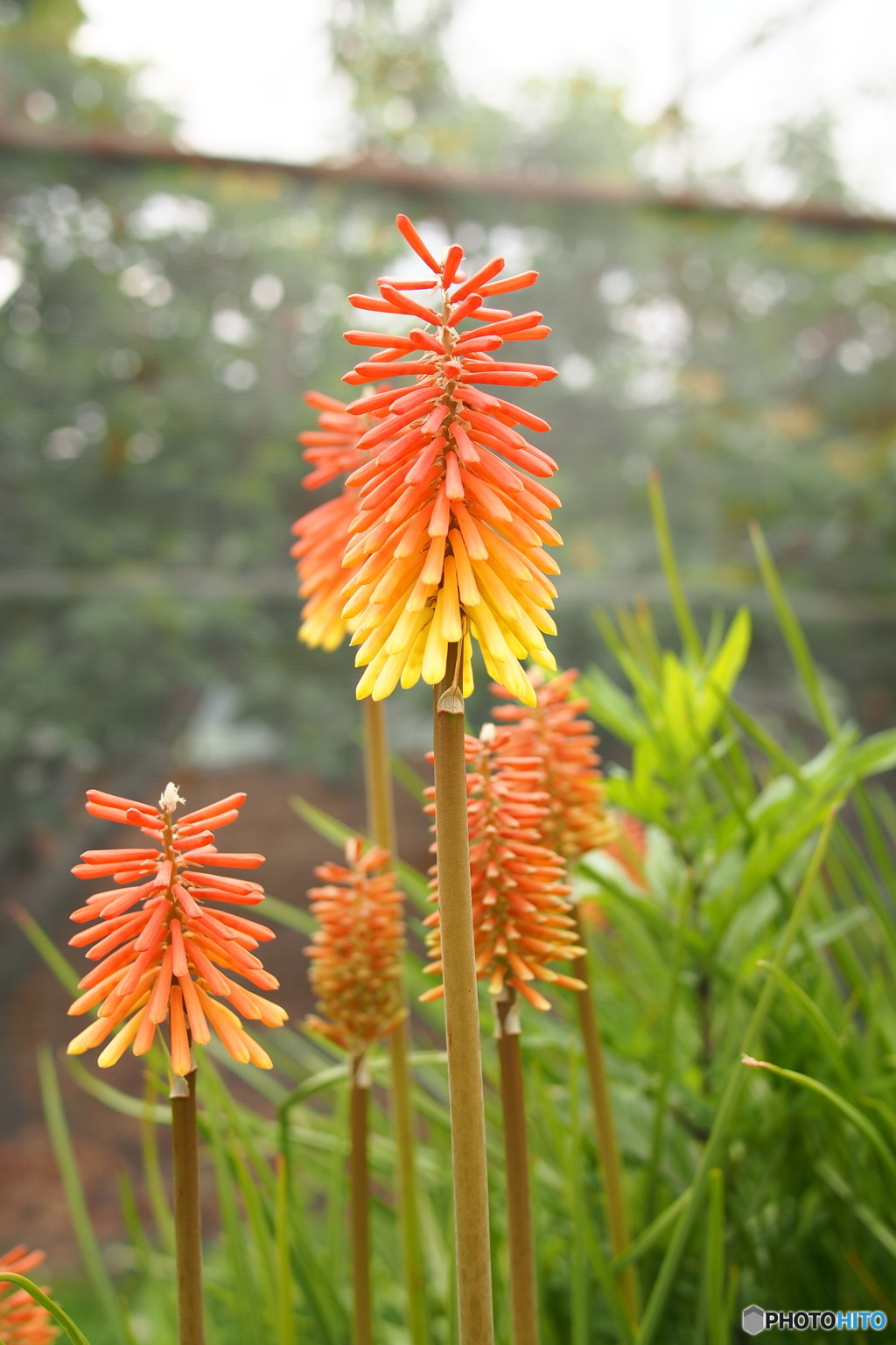 このお花、なんていうの？？