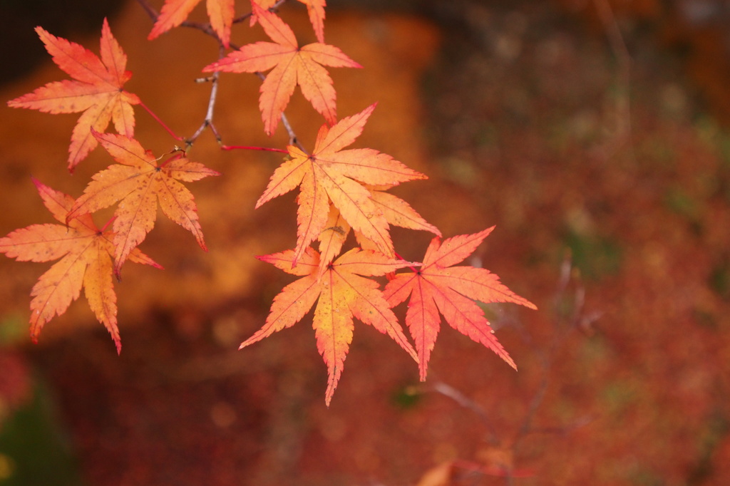 紅葉