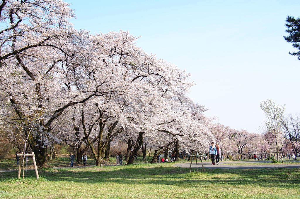 桜並木