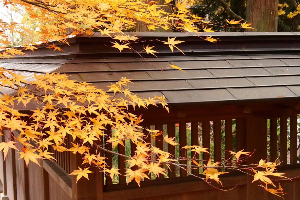 紅葉