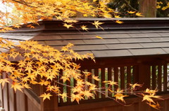 紅葉