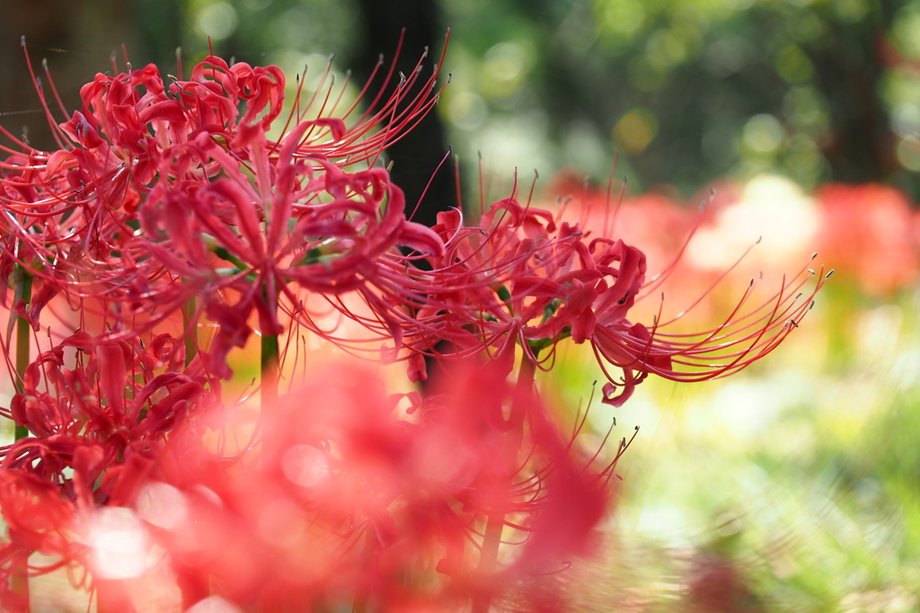 曼珠沙華