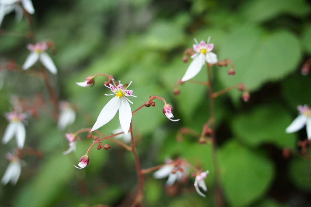 いつかの小花☆