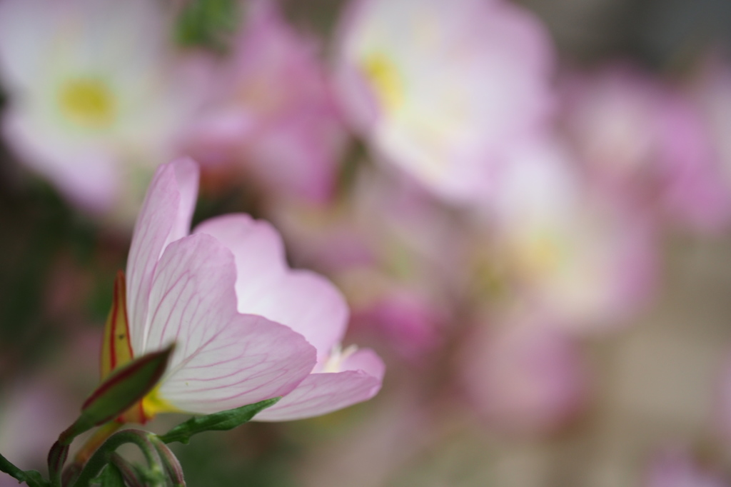 恋心みたいなお花♪