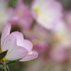 恋心みたいなお花♪