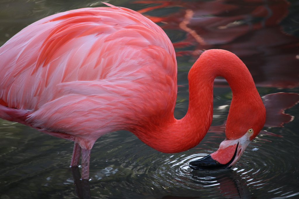 植物園・動物園-09