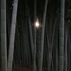 公園の 竹