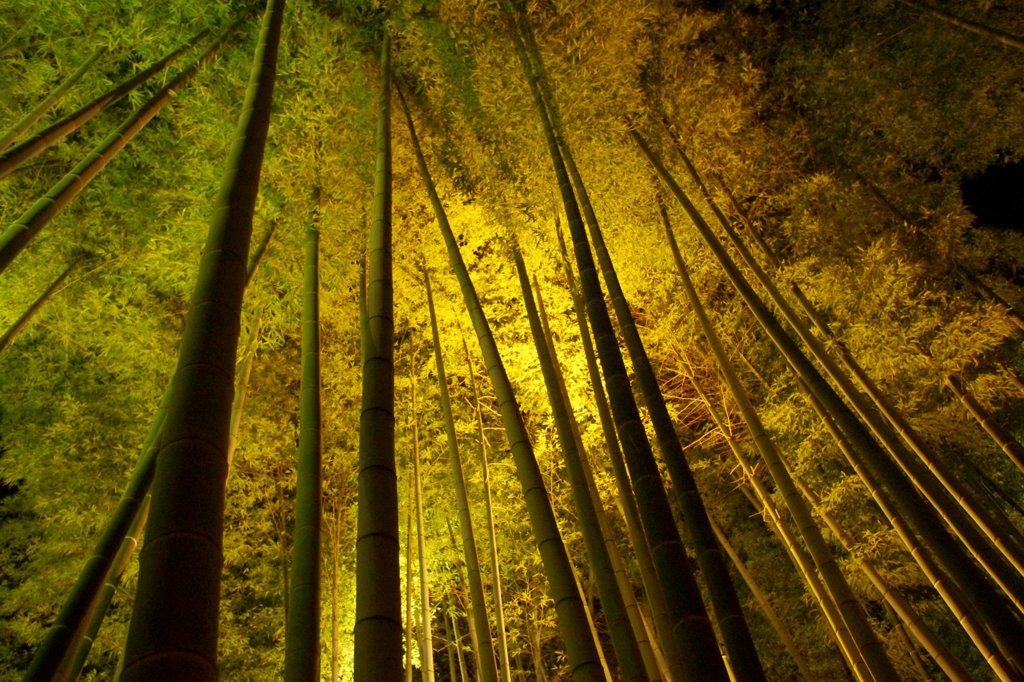 高台寺の竹林