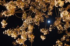 葉桜と月