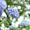 梅雨の光