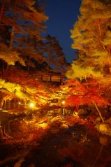 綾部もみじ祭り