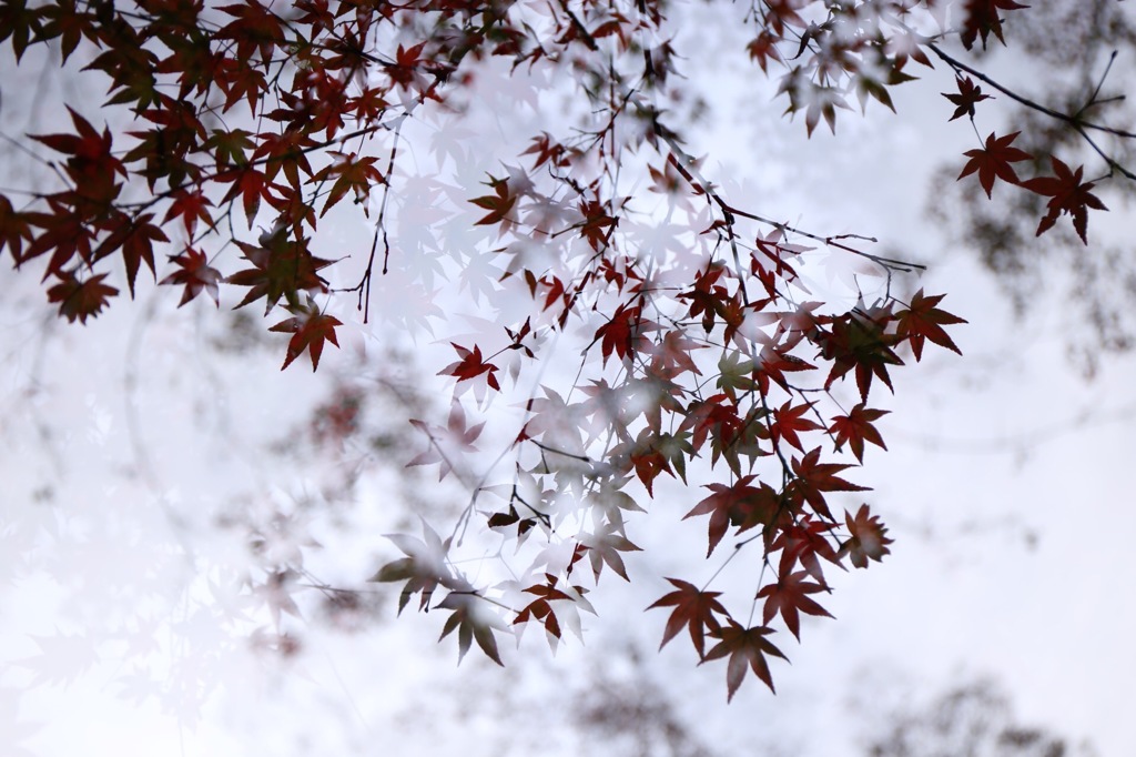 静かな紅葉