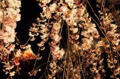 しだれ桜の中からの視線。