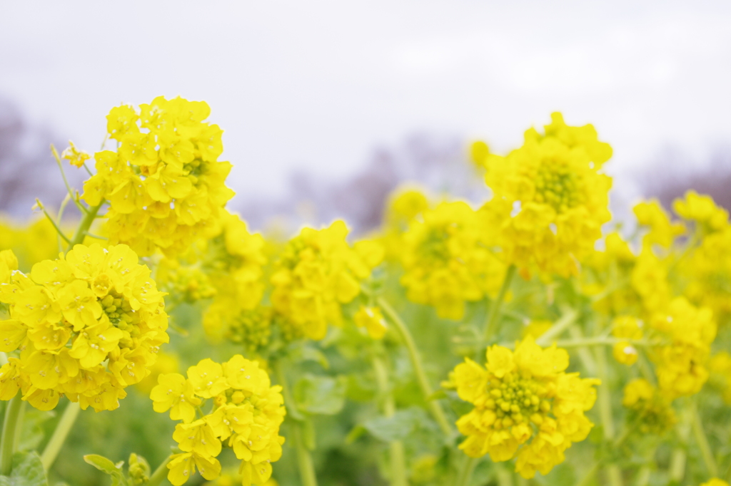 早咲きの菜の花