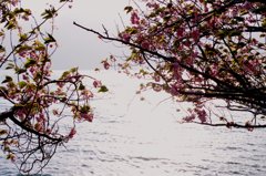 ５月に残る桜。