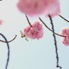 華飾り