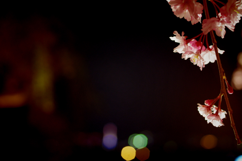夜桜