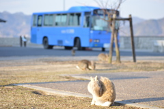 島の主