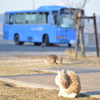島の主