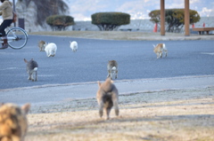 それ行け！