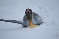 雪上遊泳