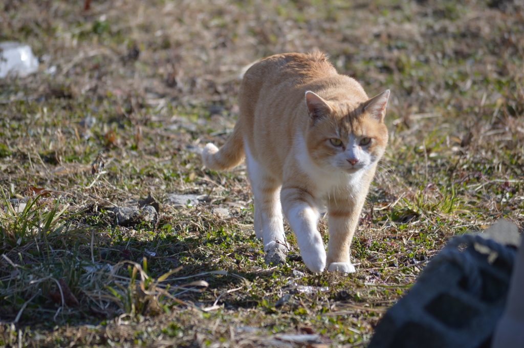 ねこがゆく