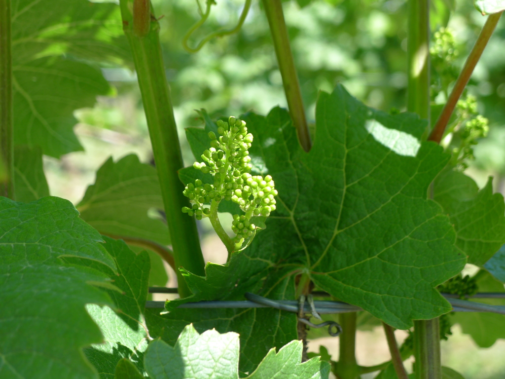A Vineyard