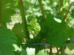 A Vineyard
