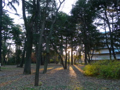 Thin Winter Sunshine through the Trees