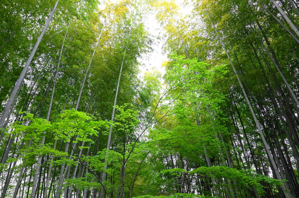 Syuzenji Hot Springs