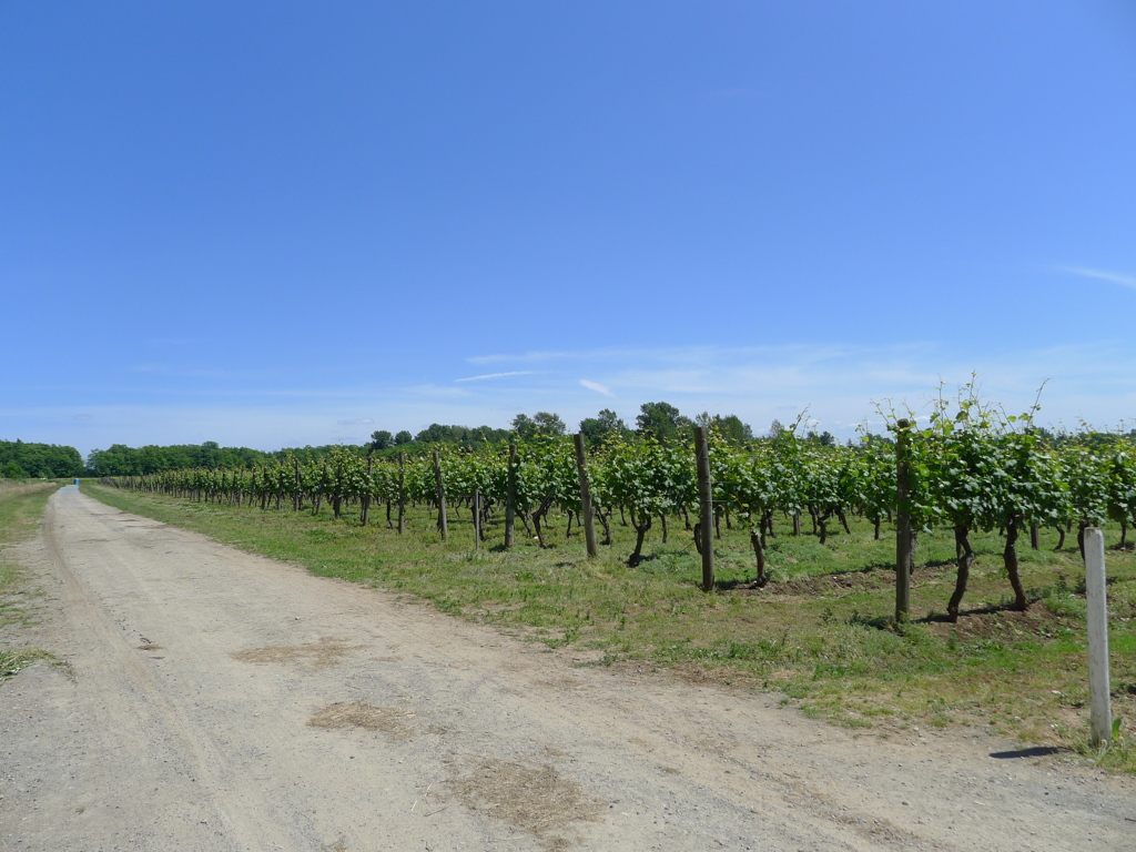 A Vineyard