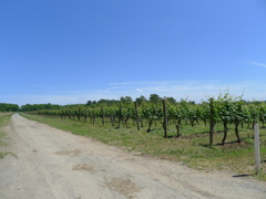 A Vineyard