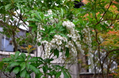 Syuzenji Hot Springs