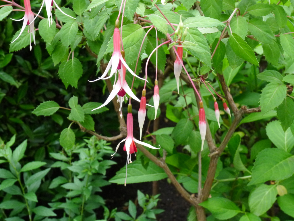 The Butchart Gardens