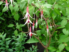 The Butchart Gardens